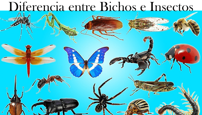 Diferencia entre Bichos E Insectos
