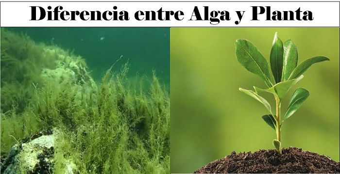 Diferencia entre Alga y Planta