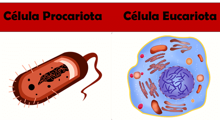 Diferencia entre Célula Eucariota y Procariota