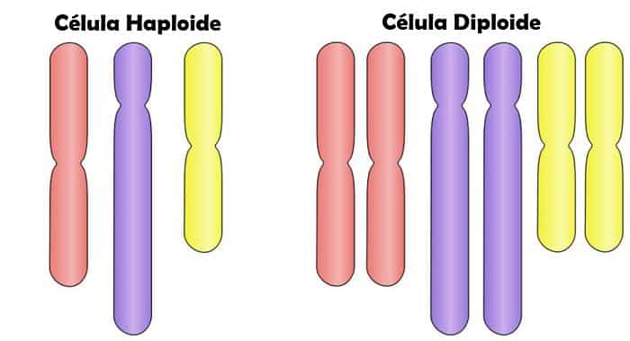Diferencia entre haploide y diploide