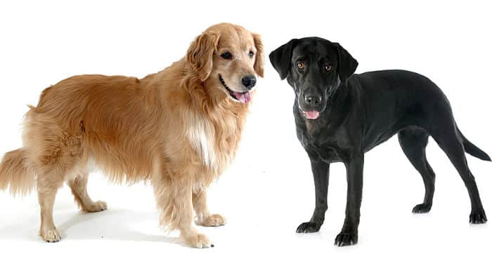 Diferencias Entre Labrador Y Golden