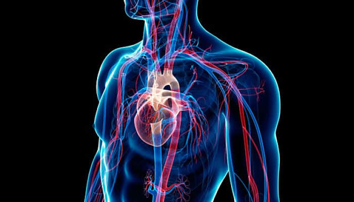 Diferencias Entre Venas Arterias Y Capilares