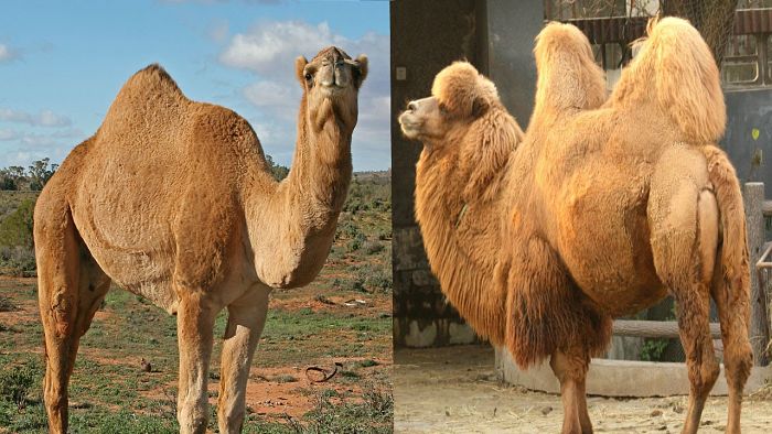Diferencias entre Camello y Dromedario