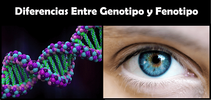 Diferencias entre Genotipo y Fenotipo