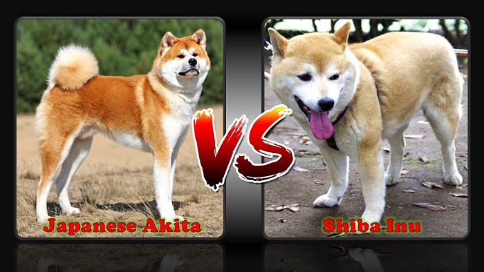 Diferencia entre akita inu y shiba inu