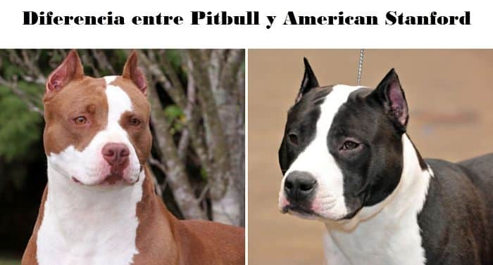 Diferencia entre pitbull y american stanford