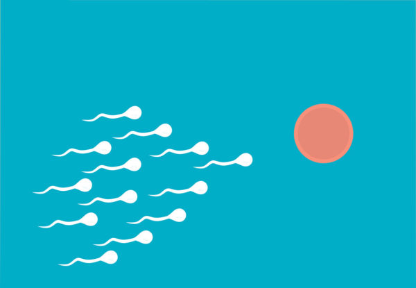 Fecundación: óvulo y espermatozoides